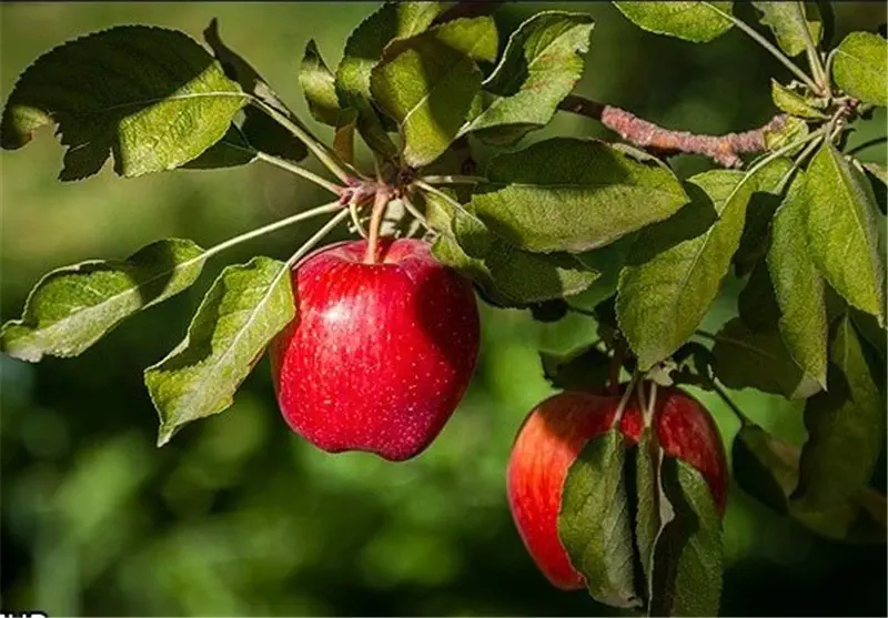 سم زدایی کبد و بهبود گوارش